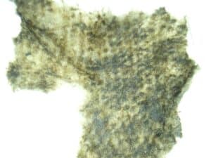 magnified quilted paper towel
